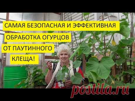 Паутинный клещ на огурцах! Как уничтожить его? Чем обработать огурцы?