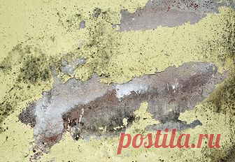 Плесень на стенах: что делать? - 5 шагов к решению проблемы - Чистый дом