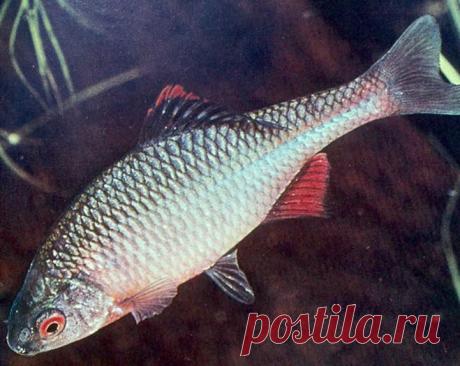 Обыкновенный горчак | Охотник и Рыболов