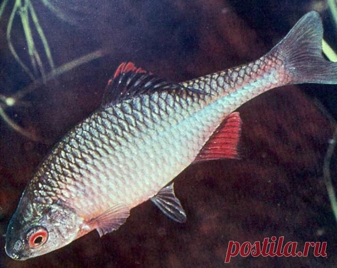 Обыкновенный горчак | Охотник и Рыболов