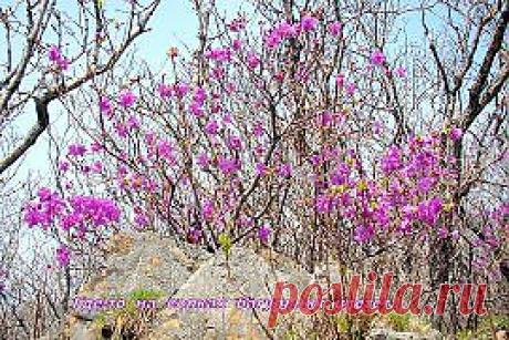 Одноклассники