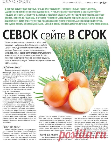 Севок сейте в срок