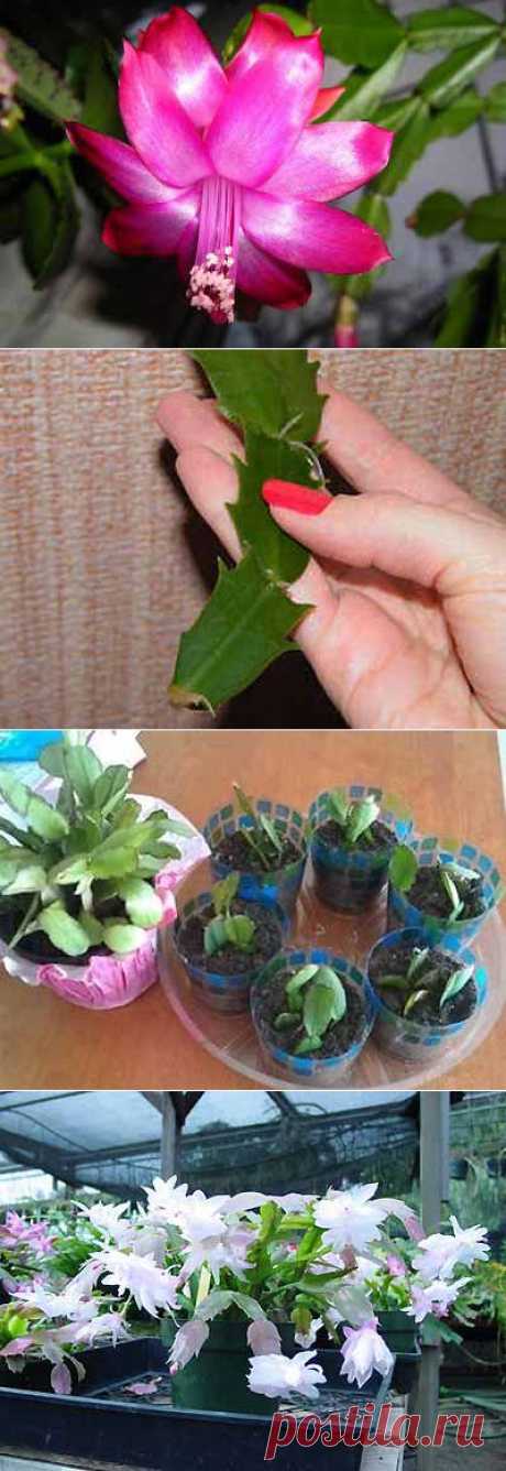 Как выращивать домашний цветок декабрист | Мое подворье