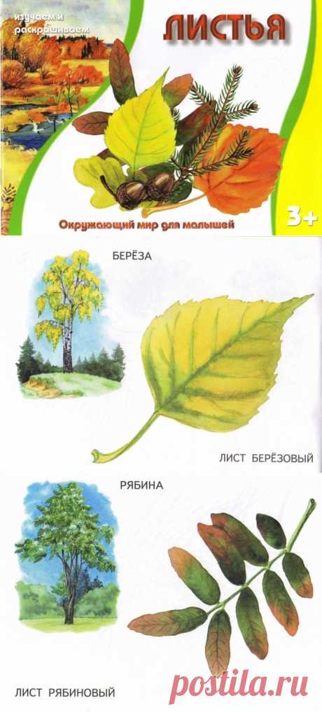 &quot;Листья.&quot; Изучаем и раскрашиваем.