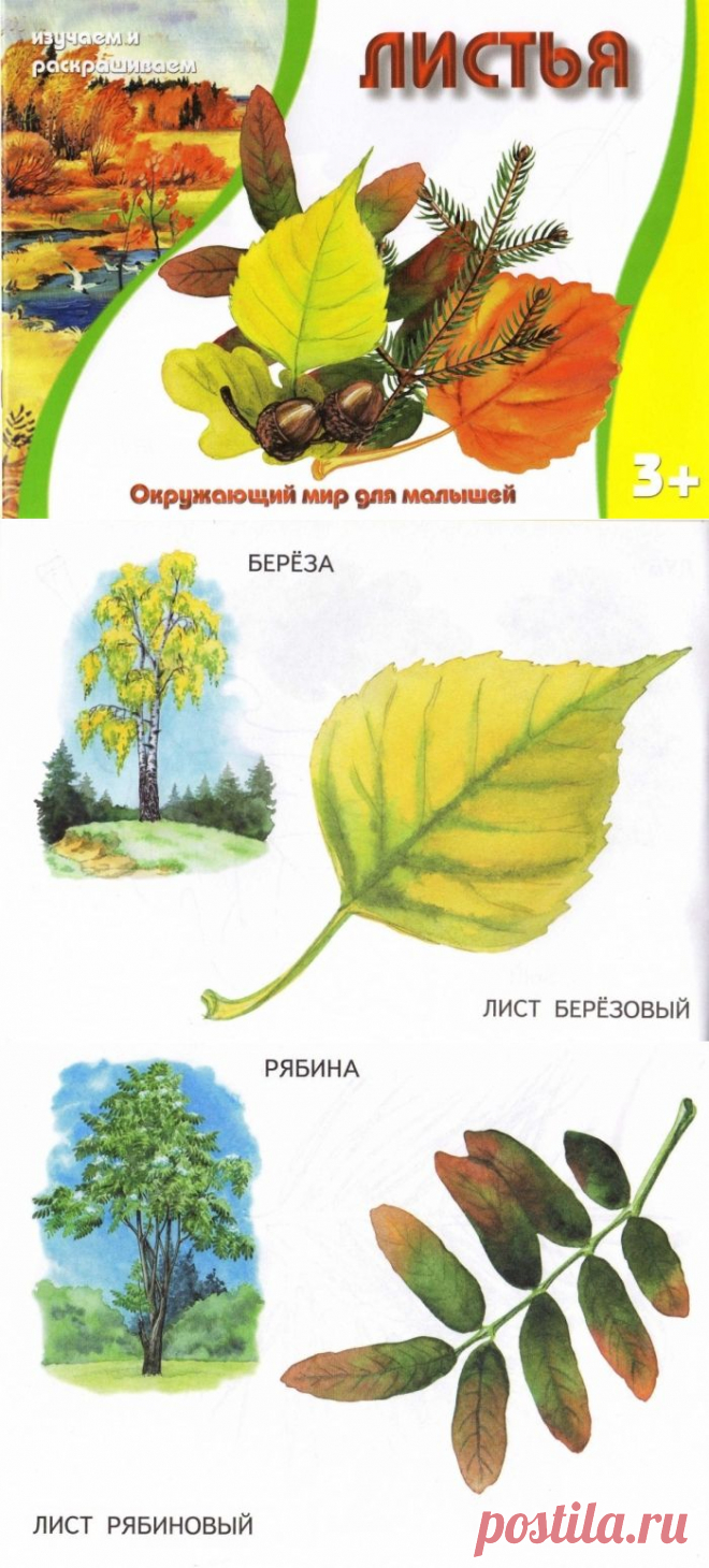 "Листья." Изучаем и раскрашиваем.