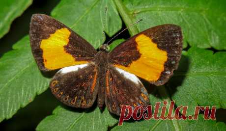 Cariomothis erotylus
