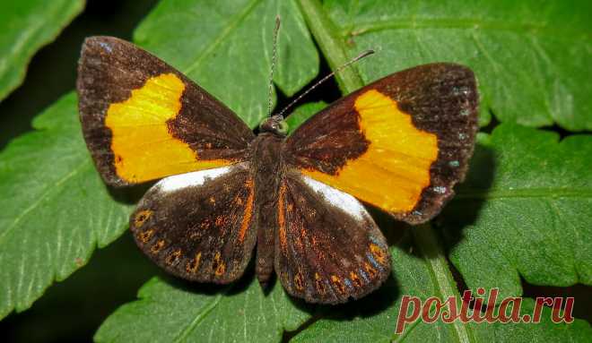 Cariomothis erotylus
