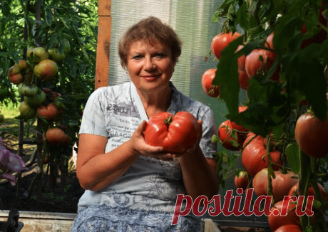 Собираю до 20 кг томатов с куста благодаря одной подкормке (растут как на дрожжах). Делюсь рецептом | Хороший дом | Яндекс Дзен