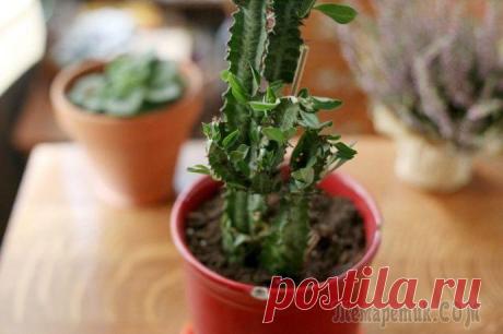 Виды комнатного молочая и секреты правильного ухода за растением в домашних условиях