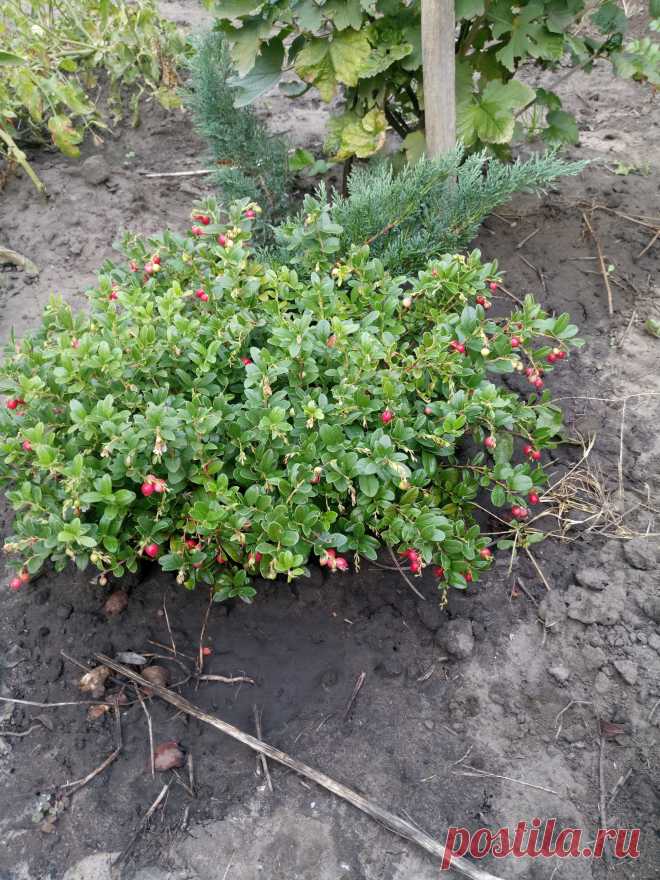 Брусника обыкновенная (Vaccinium vitis-idaea)
