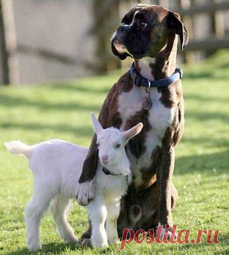 Google+