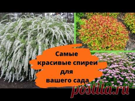 Самые красивые СПИРЕИ, которые украсят любой сад