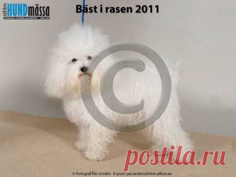 BOLOGNESE Namn:EE&FI UCH GARELLAN HERKULES  Ägare:NIKKILÄ SUSANNA, FI-02170 ESPOO FINLAND Uppfödare:PAJULAHTI HELENA, FI-33820 TAMPERE