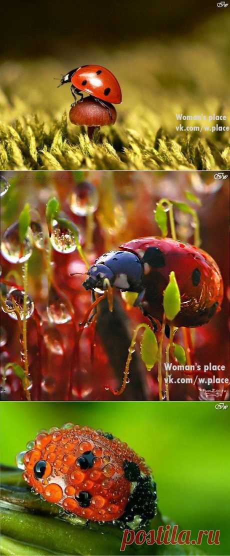 Woman's place|Прекрасная женщина, лучшая хозяйка