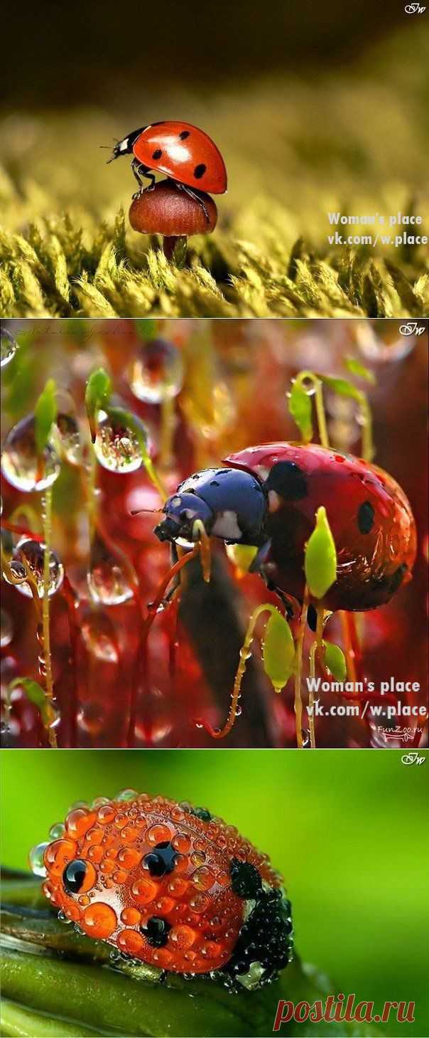 Woman's place|Прекрасная женщина, лучшая хозяйка