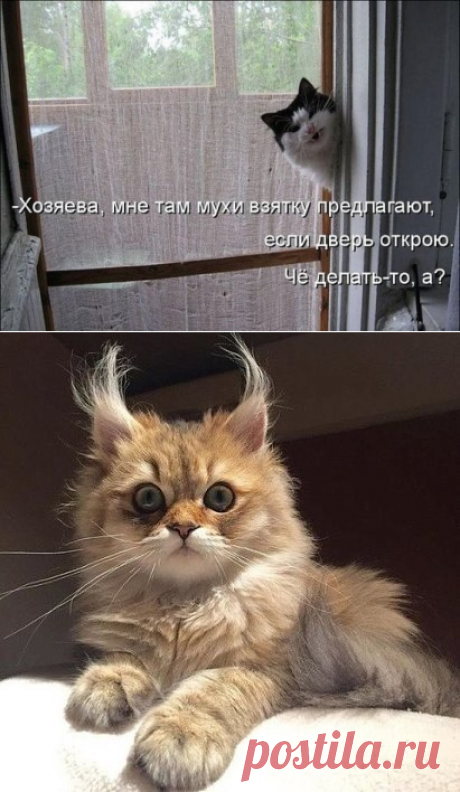 Одноклассники