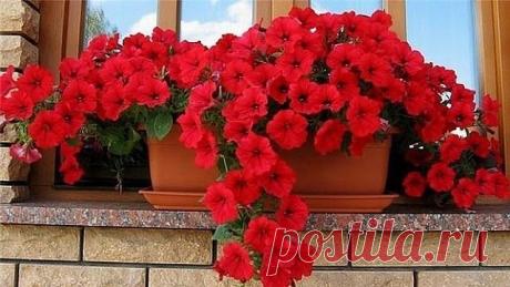 ОЧЕНЬ ПРОСТОЙ СПОСОБ ВЫРАСТИТЬ КРАСИВУЮ ПЕТУНИЮ