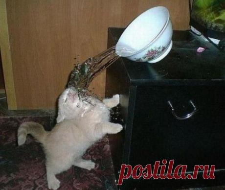 Холодный душ | Kote.Rjaka.com