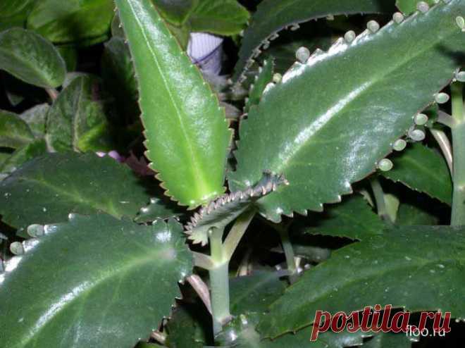 Лечебные свойства каланхоэ / Будьте здоровы