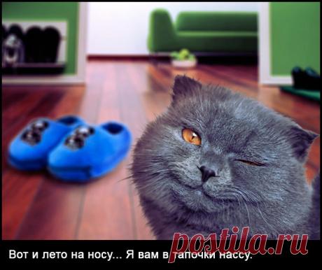 ссал в тапки фото - Поиск в Google