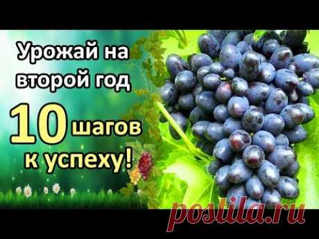 УРОЖАЙ ВИНОГРАДА НА 2 ГОД ПОСЛЕ ПОСАДКИ! 10 ШАГОВ К УСПЕХУ!