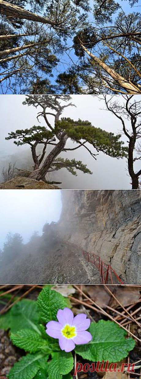 Прогулка в тумане вдоль реки Водопадной по Штангеевской и Боткинским тропам | Твори, учись и путешествуй…
