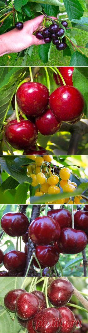 Лучшие сорта черешни для Средней, Центральной полосы и Кавказа