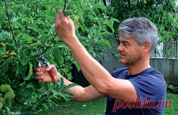 Прививка яблони: как правильно делать окулировку осенью