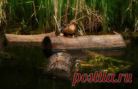 Серая Шейка.