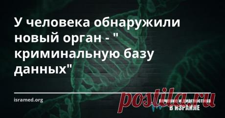 У человека обнаружили новый орган -  Сначала новый орган  ученые обнаружили над лимфатическим узлом у лабораторных мышей при помощи современного двухфотонного лазерного микроскопа, который детально вывел изображение «новичка» в трехмерном изображении. Продолжив исследования, австралийцы нашли подобный микроорган и в теле человека, зафиксировав в определенном месте большое скопление