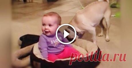 Малышка заняла кроватку мопса...