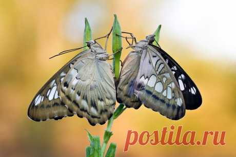 Parthenos sylvia female&male together