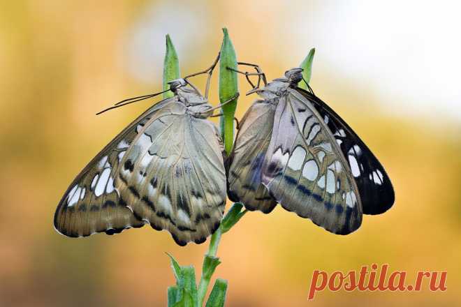 Parthenos sylvia female&male together