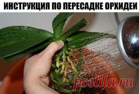Пошаговая инcтрукция по пересадке фаленопсиса (орхидея) — Садоводка
