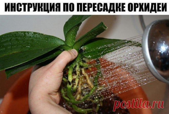Пошаговая инcтрукция по пересадке фаленопсиса (орхидея) — Садоводка