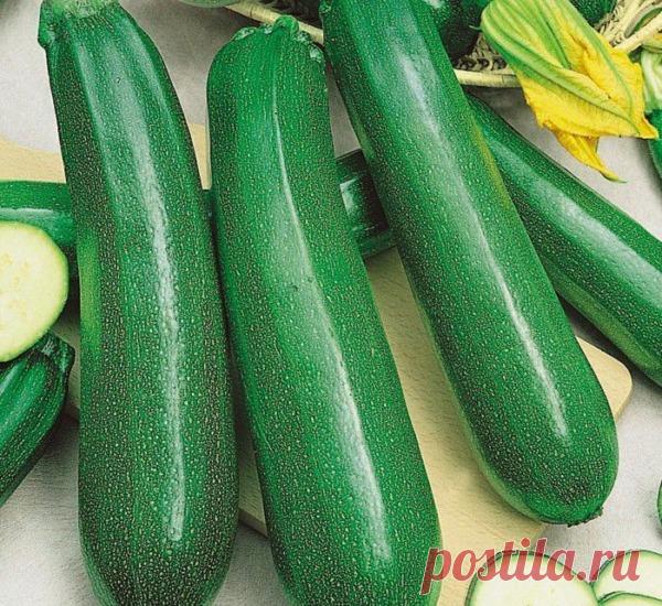 5 ранних сортов кабачков для нового сезона 2022 Selo.Guru — интернет портал о сельском хозяйстве