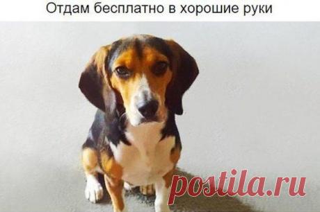 Девушка потребовала, чтобы парень избавился от собаки. И тогда он разместил это объявление.