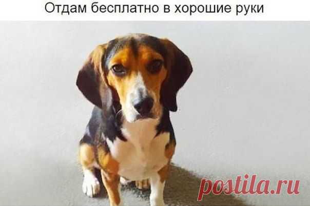 Девушка потребовала, чтобы парень избавился от собаки. И тогда он разместил это объявление.