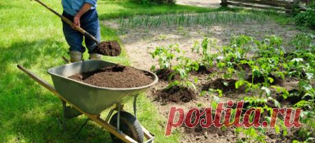 6 секретов опытных садоводов 

1. Если на огуречной грядке посадить подсолнечник, урожайность огурцов возрастет и плодоносить они будут дольше. 
2. Яблоню и вишню сажайте подальше одну от другой: их корни действуют друг на друга угнетающе. 
3. Если под яблоней посадить пижму или полынь, они защитят дерево от плодожорки. Защищает сад от вредителей и бузина. 
4. Если на огурцы напала тля, заварите кипятком стакан золы, дайте пару часов отстояться, разведите в пяти литрах вод...