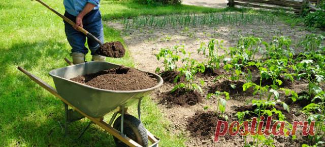 6 секретов опытных садоводов 

1. Если на огуречной грядке посадить подсолнечник, урожайность огурцов возрастет и плодоносить они будут дольше. 
2. Яблоню и вишню сажайте подальше одну от другой: их корни действуют друг на друга угнетающе. 
3. Если под яблоней посадить пижму или полынь, они защитят дерево от плодожорки. Защищает сад от вредителей и бузина. 
4. Если на огурцы напала тля, заварите кипятком стакан золы, дайте пару часов отстояться, разведите в пяти литрах вод...