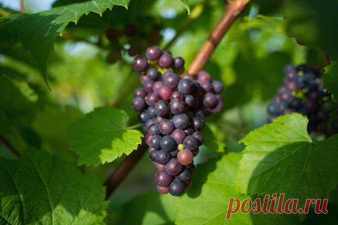 Черенки винограда весной: правильное укоренение и посадка