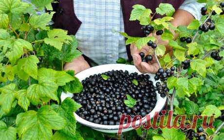 «Всё новое - это хорошо забытое старое» Простая и эффективная обрезка черной смородины "по-Мичурински": на 30% больше урожая | Огородик у дачи | Яндекс Дзен