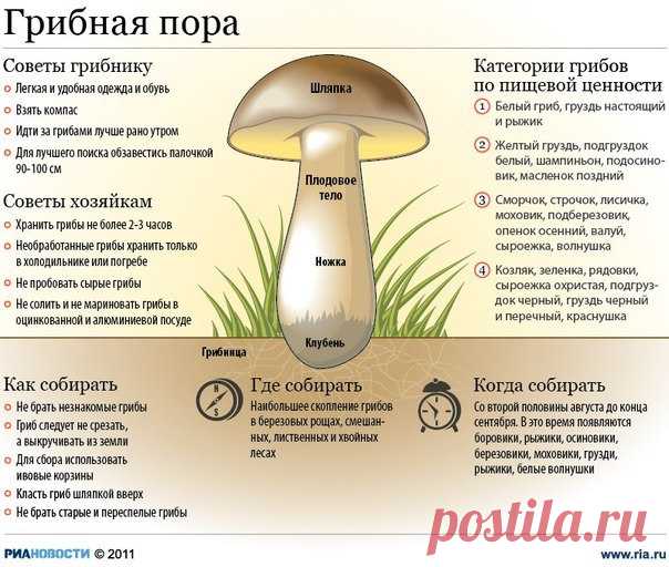 ПРО ГРИБЫ