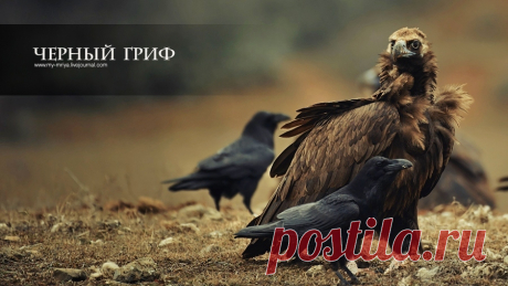 гриф - Поиск в Google