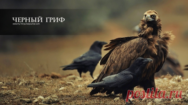 гриф - Поиск в Google