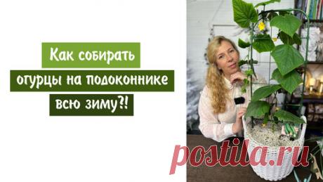 Дачные Сезоны с Мариной Рыкалиной | Как собирать огурцы на подоконнике всю зиму?