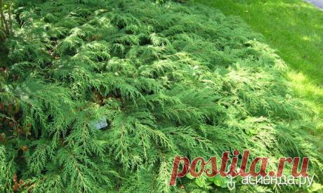 Микробиота - украшение участка - микробиота, хвойные растения
