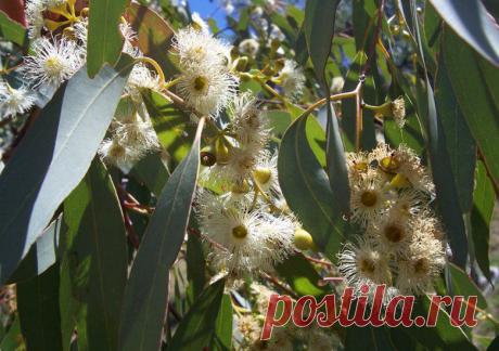 Эфирное масло эвкалипта при простуде