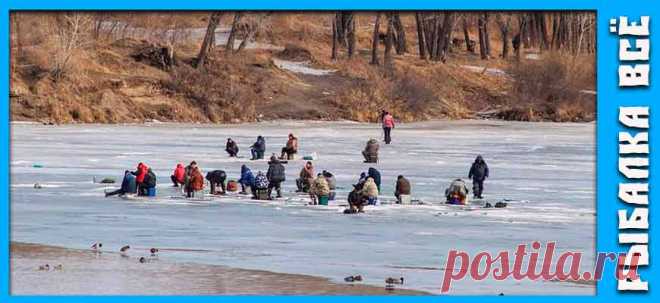 Окунь зимой. Где искать окуня зимой. - fishing-all.ru