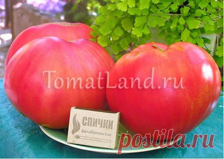 Томат Розовый мед: отзывы, фото, урожайность, описание и характеристика